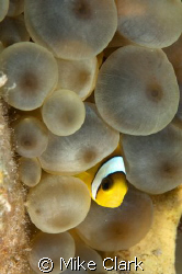 Peek a Booo, Juvenile clownfish in anemone.
D70-60mm len... by Mike Clark 
